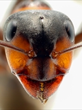 Kahlrückige Waldameise (Formica polyctena). Möglicherweise liegt eine Hybridbildung zwischen F. rufa und F. polyctena vor.